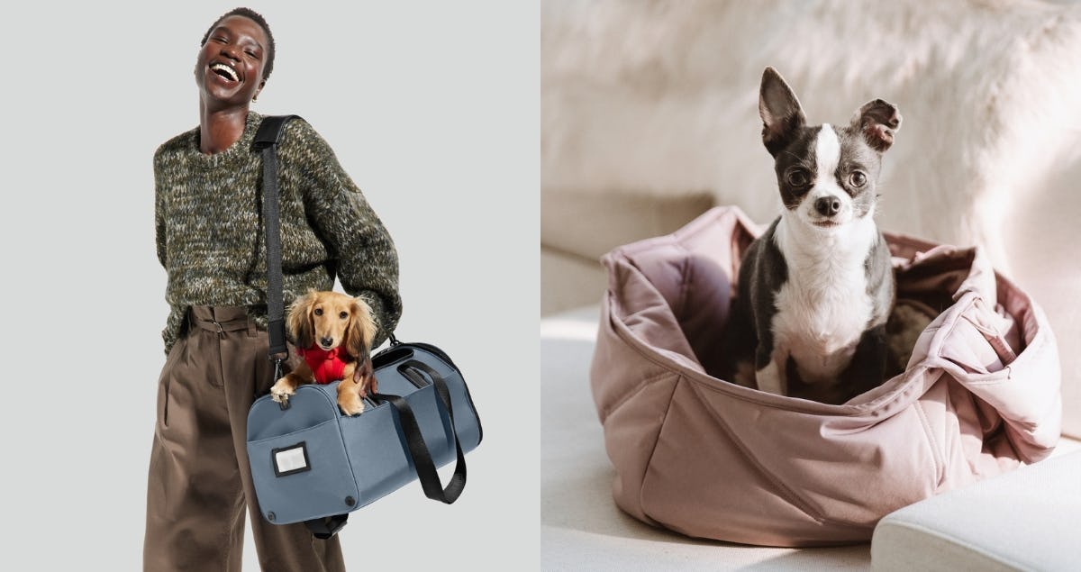 Readers' Choice Awards: Best Pet Travel Accessories